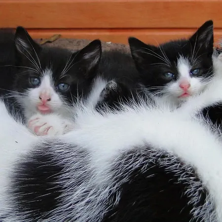 Hoxter Am Jakobsweg 3*