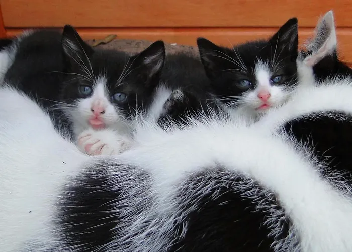 Hoxter Am Jakobsweg 3*